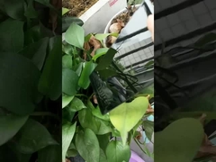 Pintura en polvo negra superbrillante